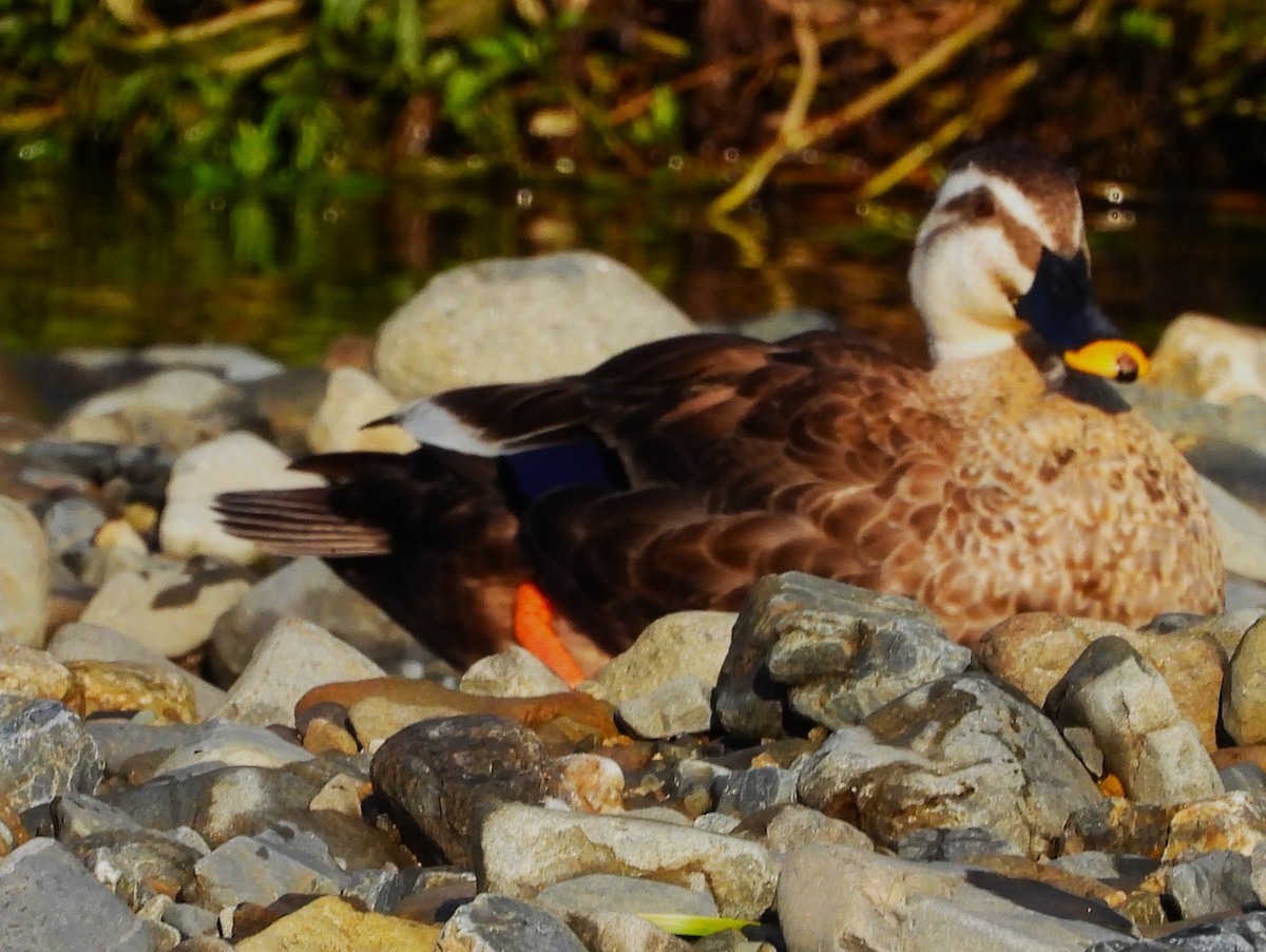 Eastern Spot-billed Duck - ML620649265