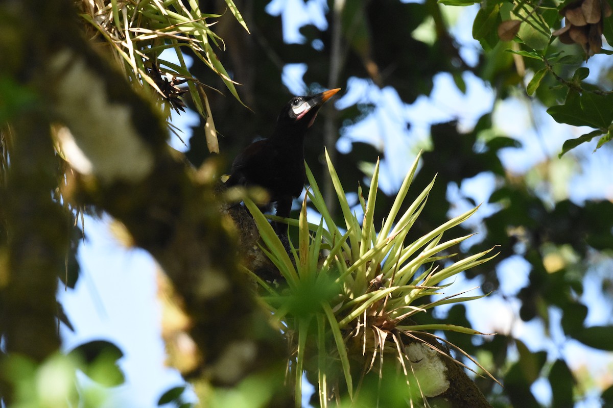 Montezuma Oropendola - ML620649269