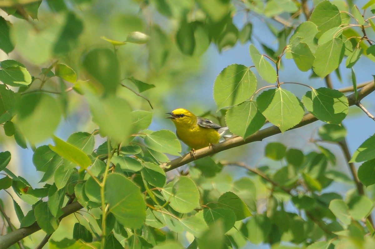 Blue-winged Warbler - Sam Collins