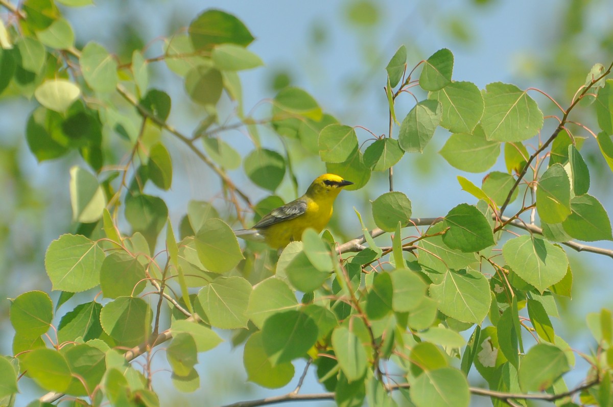 Blue-winged Warbler - ML620649280