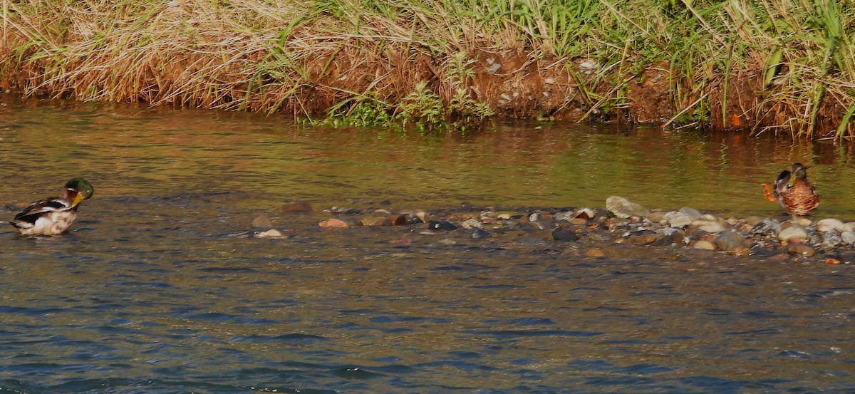 Canard colvert - ML620649286