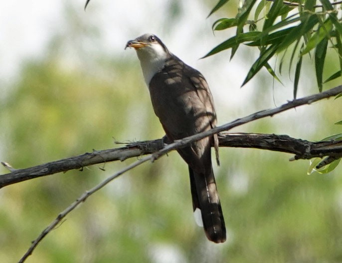 Yellow-billed Cuckoo - ML620649289