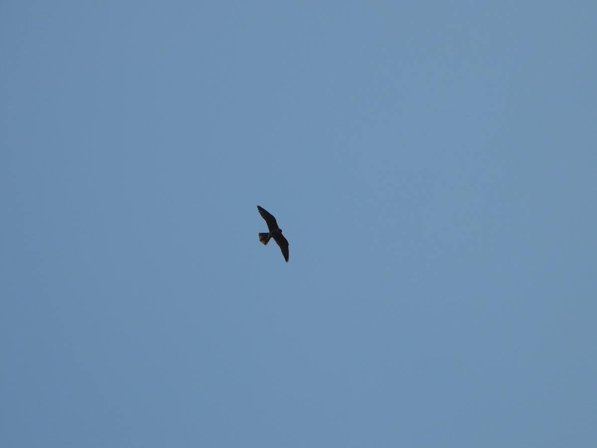 Eurasian Hobby - ML620649291