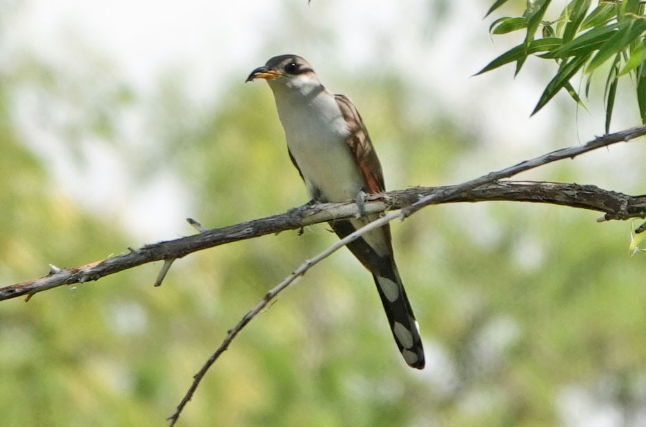 Yellow-billed Cuckoo - ML620649296