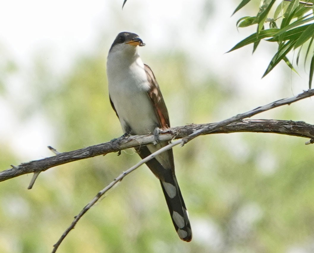 Yellow-billed Cuckoo - ML620649297