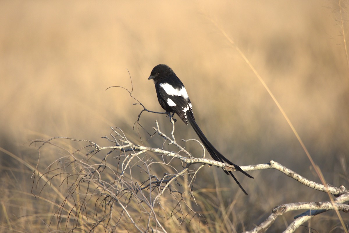 Magpie Shrike - ML620649298