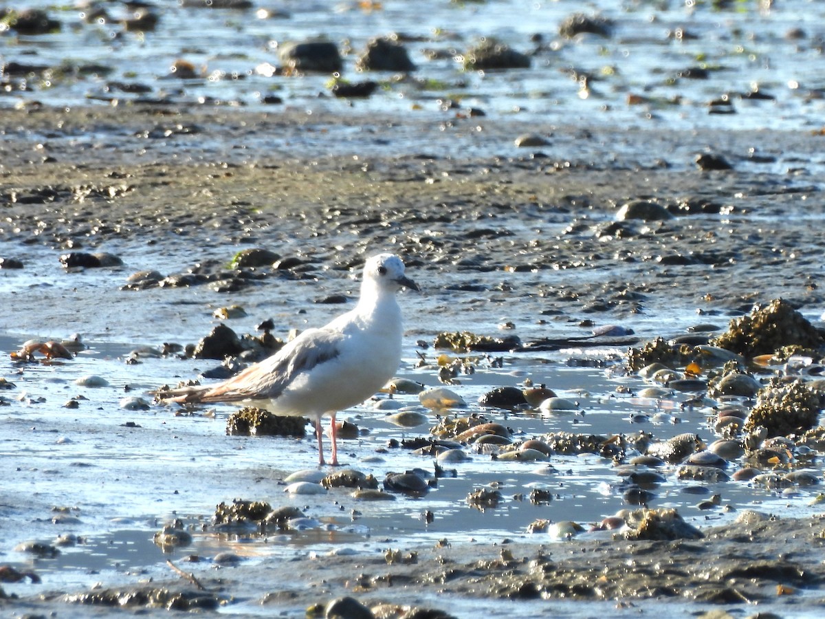 Mouette de Bonaparte - ML620649301