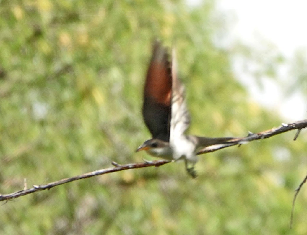 Yellow-billed Cuckoo - ML620649302