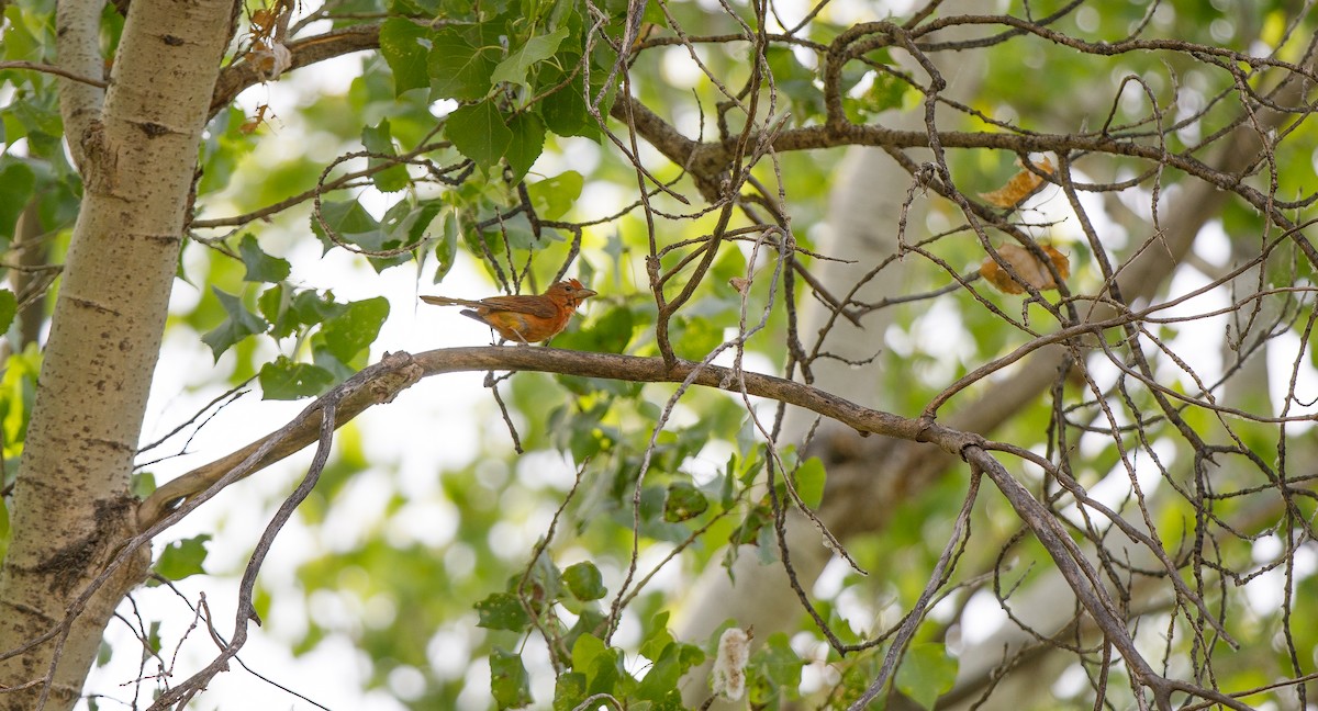 Summer Tanager - ML620649307