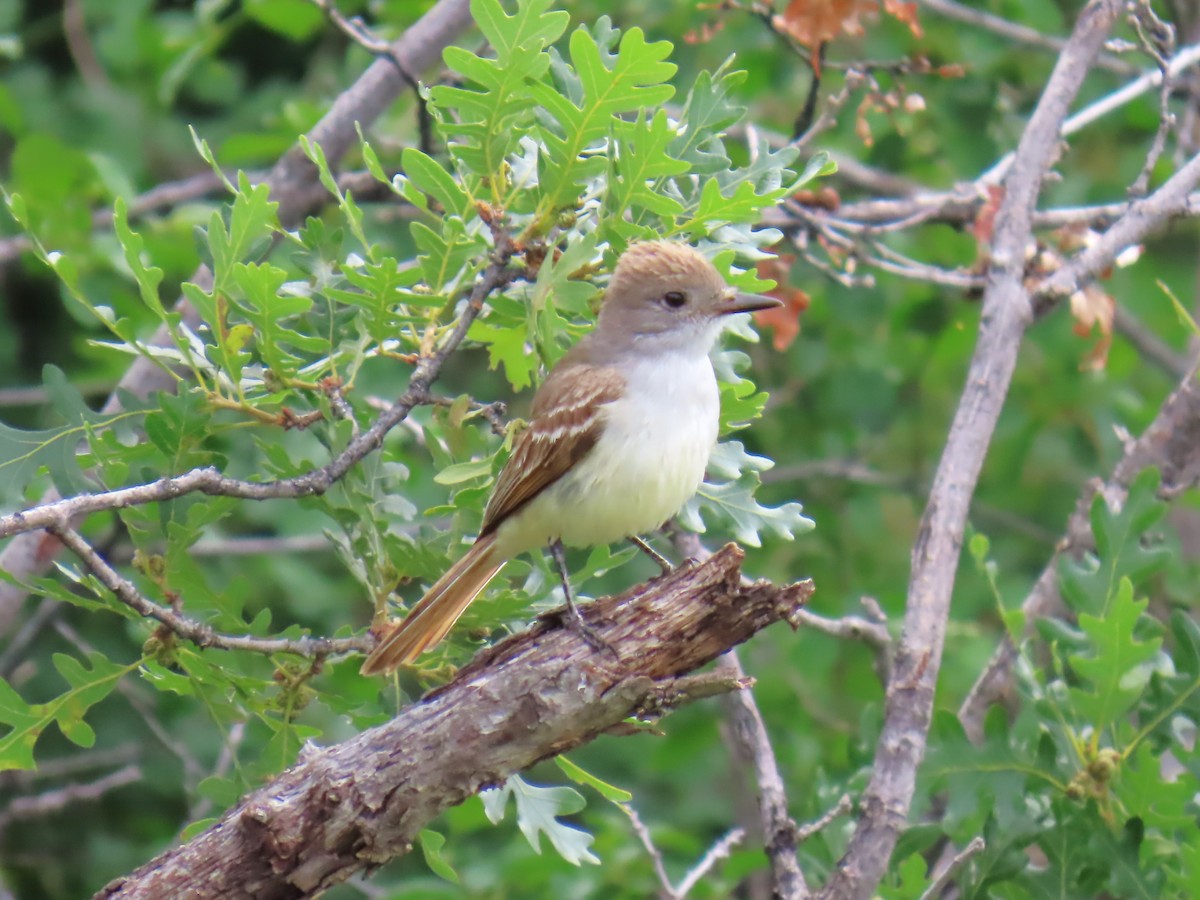 Ash-throated Flycatcher - ML620649308