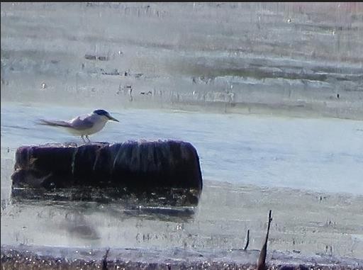 Least Tern - ML620649309