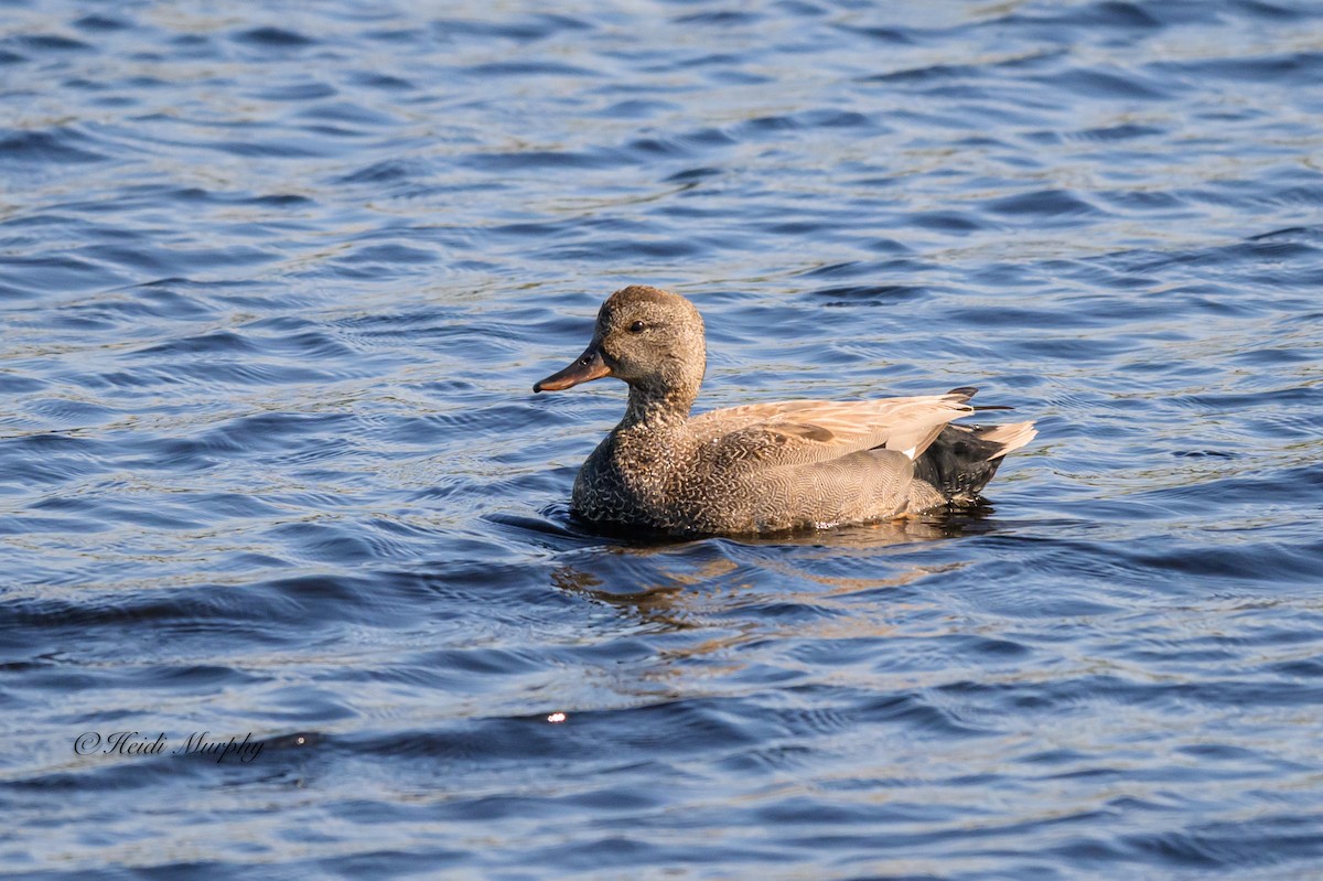 Gadwall - ML620649311