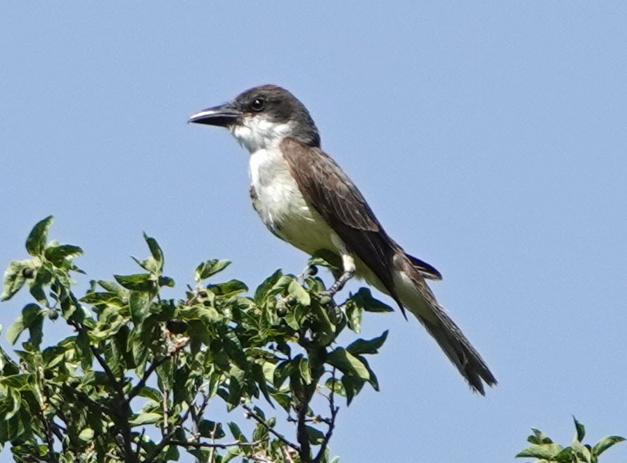 Thick-billed Kingbird - Cathy Beck