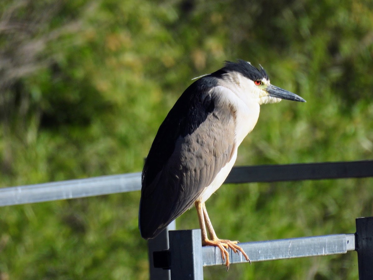 Black-crowned Night Heron - ML620649313