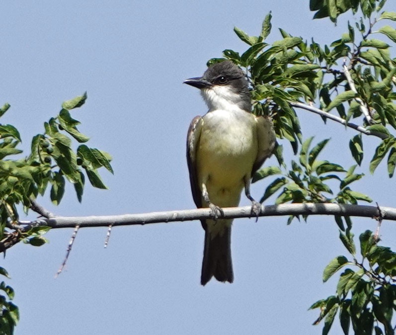 Dickschnabel-Königstyrann - ML620649317