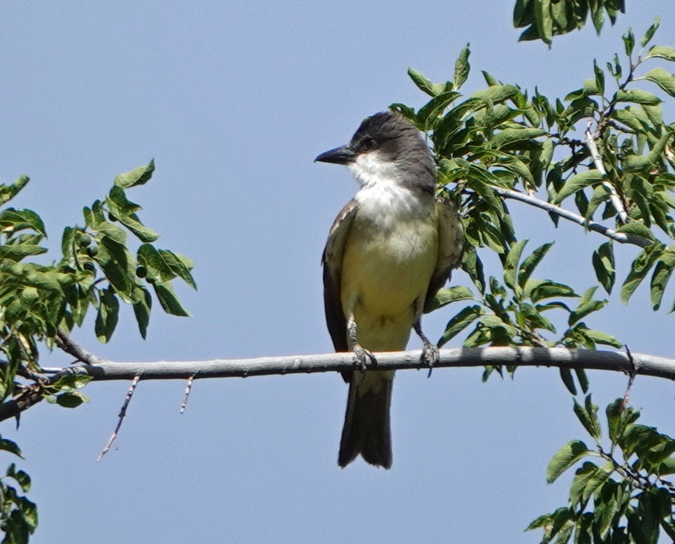 Thick-billed Kingbird - ML620649318