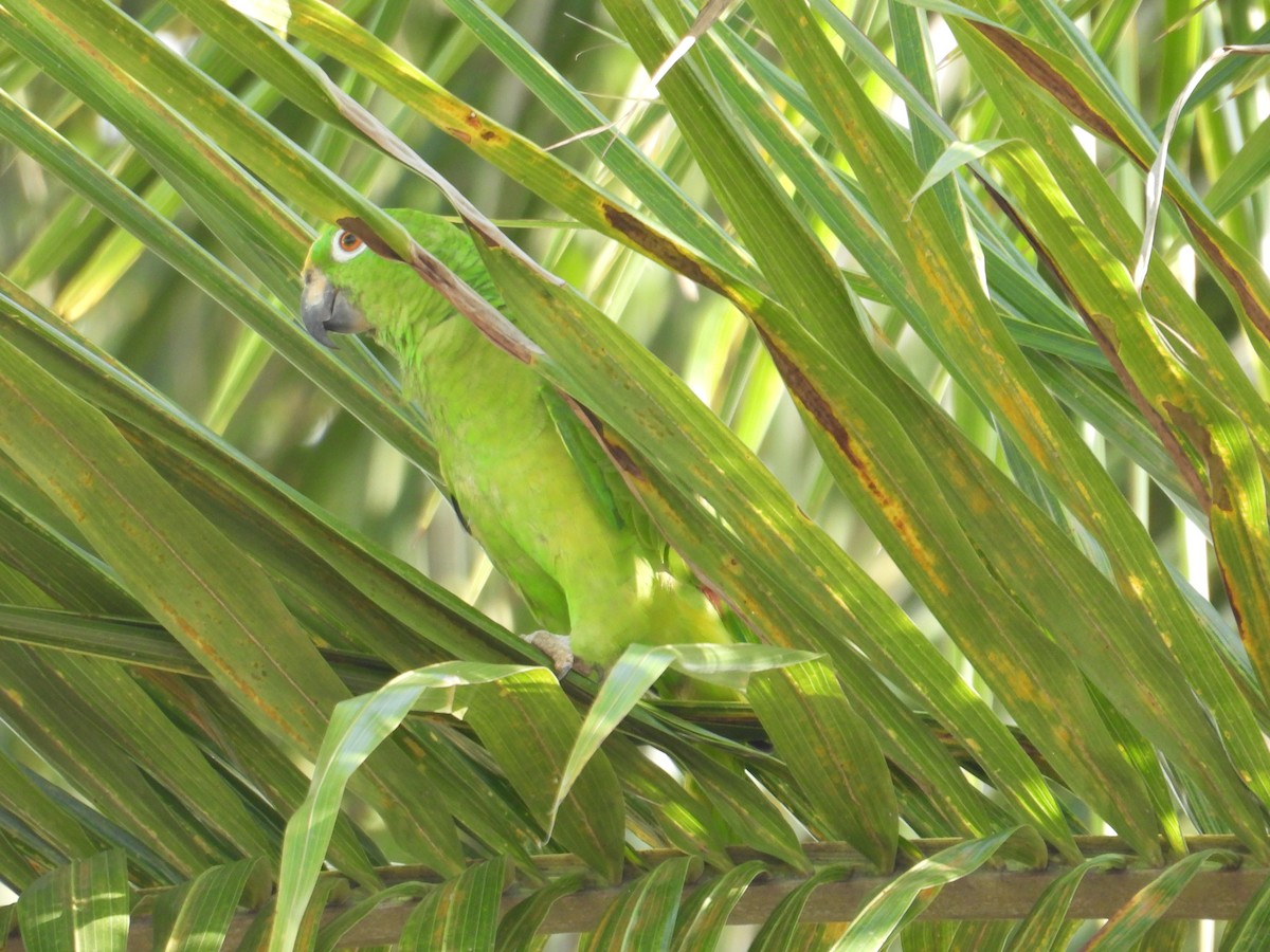 Yellow-crowned Parrot - ML620649319