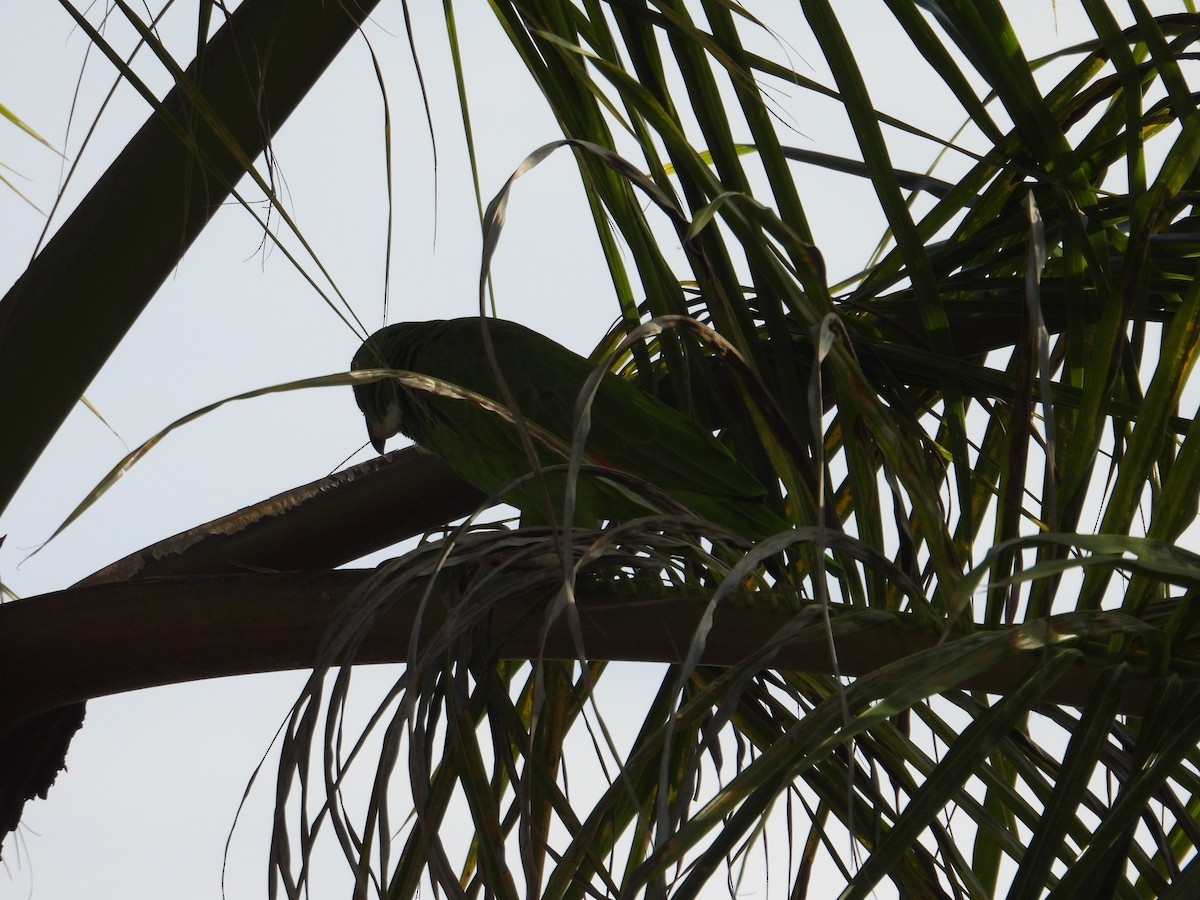 Yellow-crowned Parrot - ML620649320