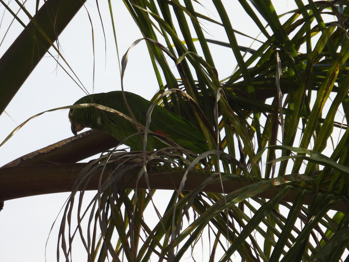 Yellow-crowned Parrot - ML620649322