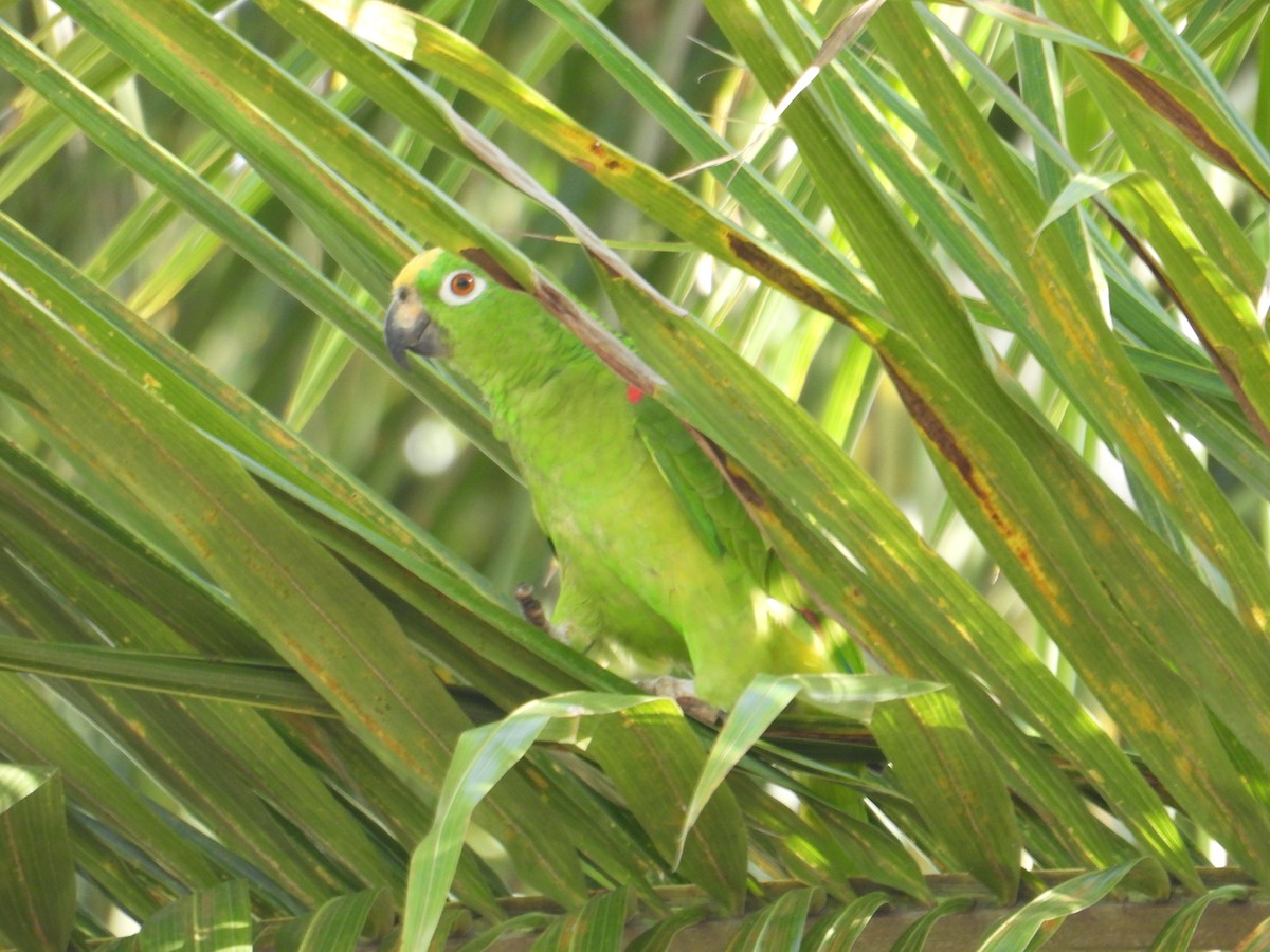 Yellow-crowned Parrot - ML620649323