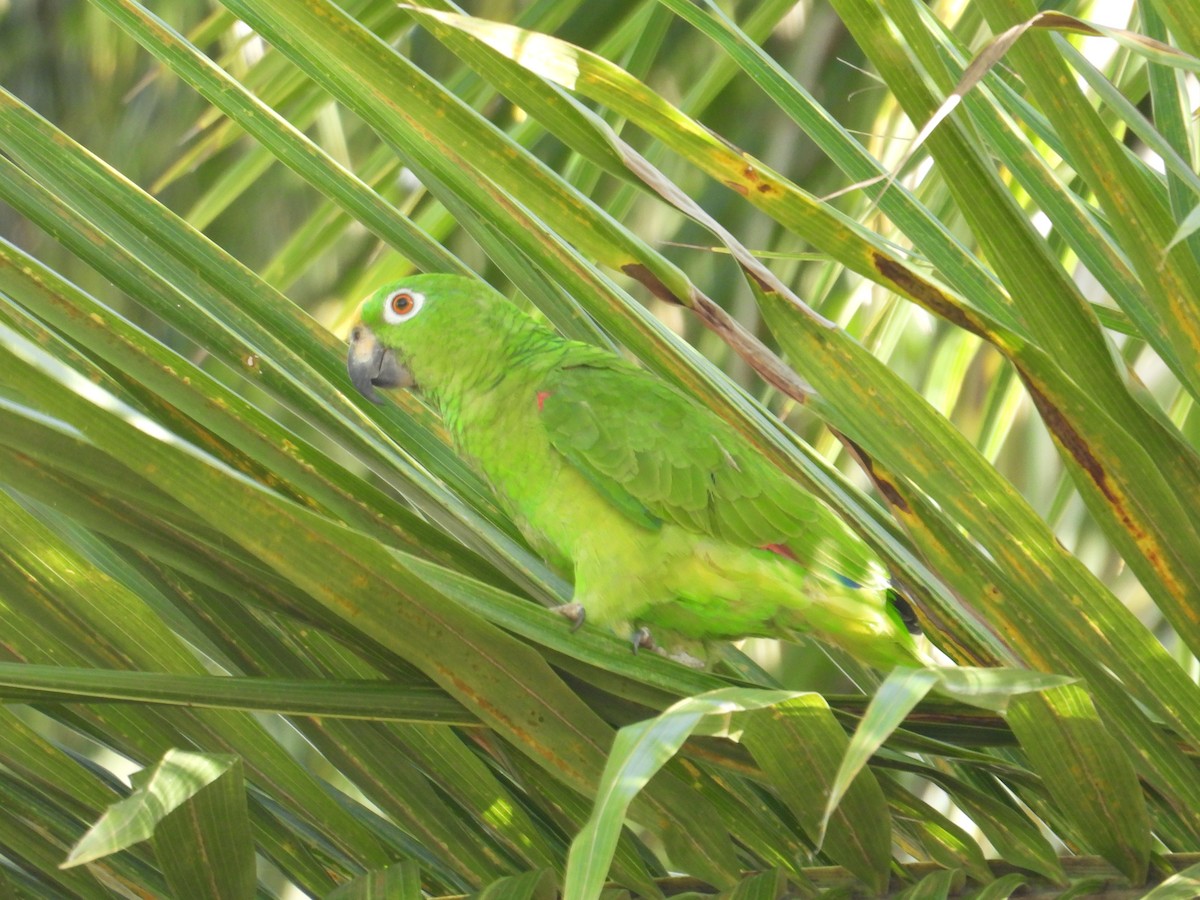 Yellow-crowned Parrot - ML620649324