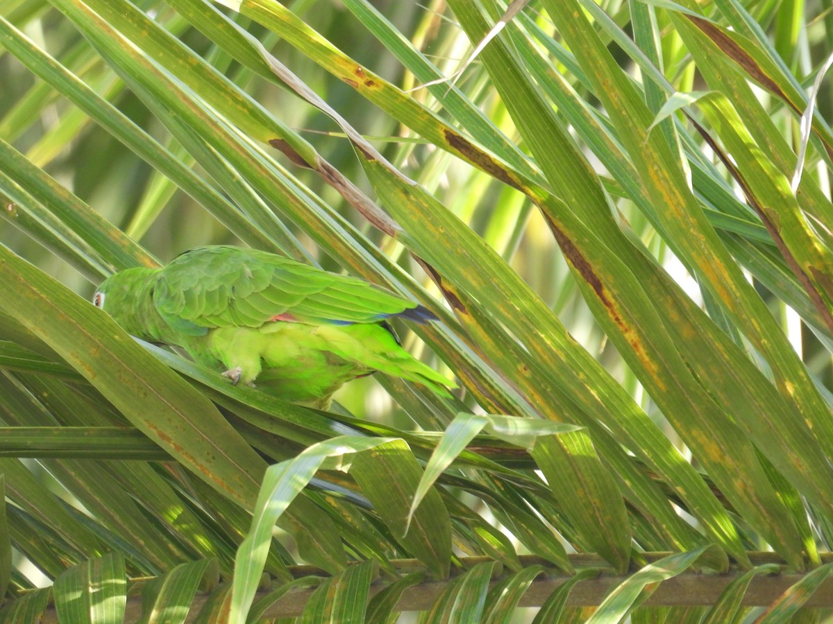 Yellow-crowned Parrot - ML620649325