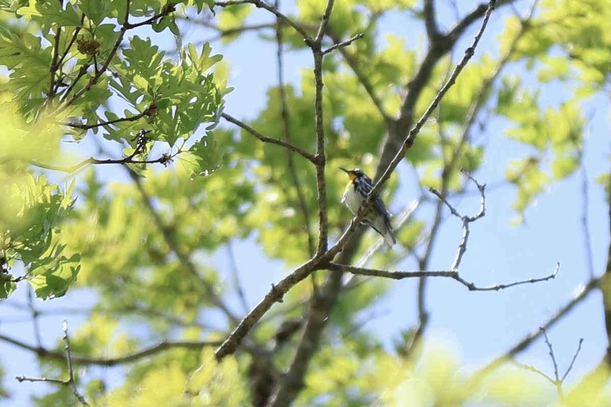 Yellow-throated Warbler - ML620649326