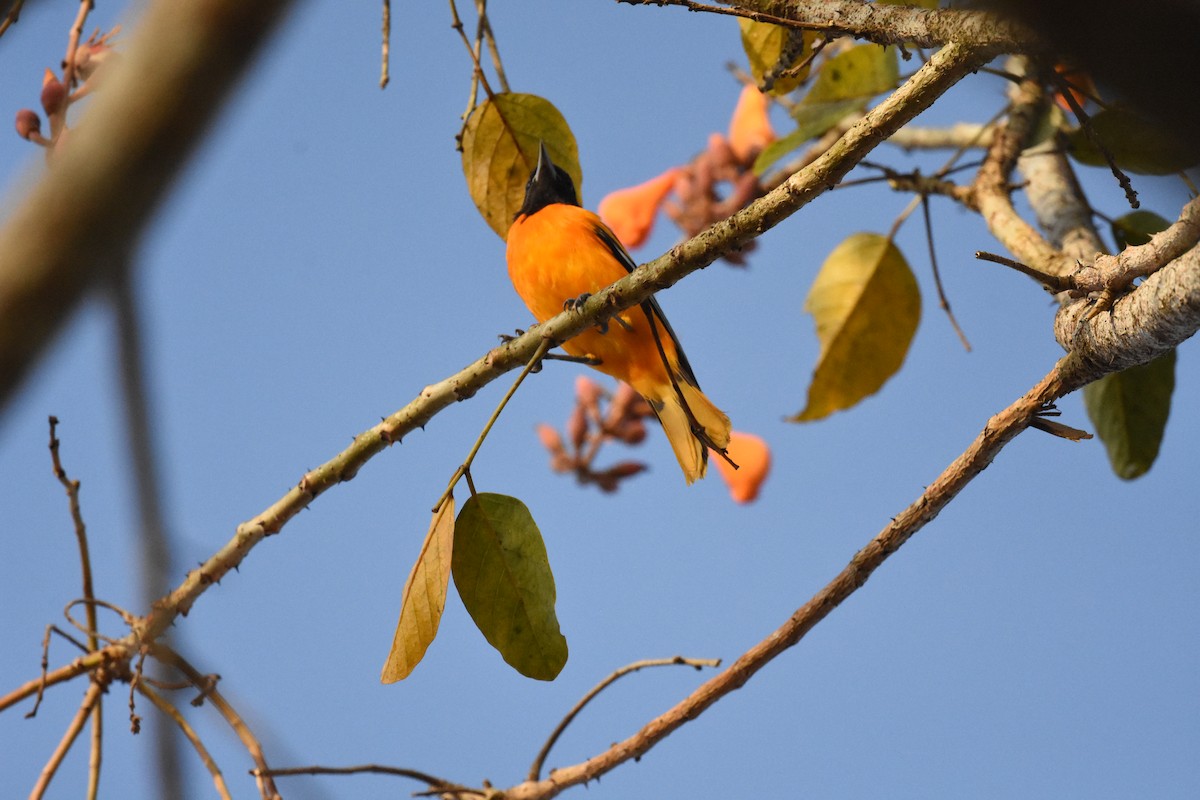 Baltimore Oriole - ML620649331