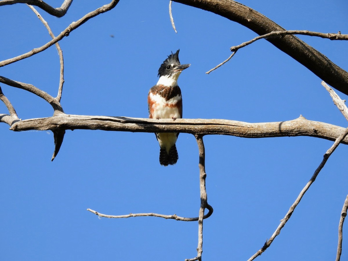Belted Kingfisher - ML620649332