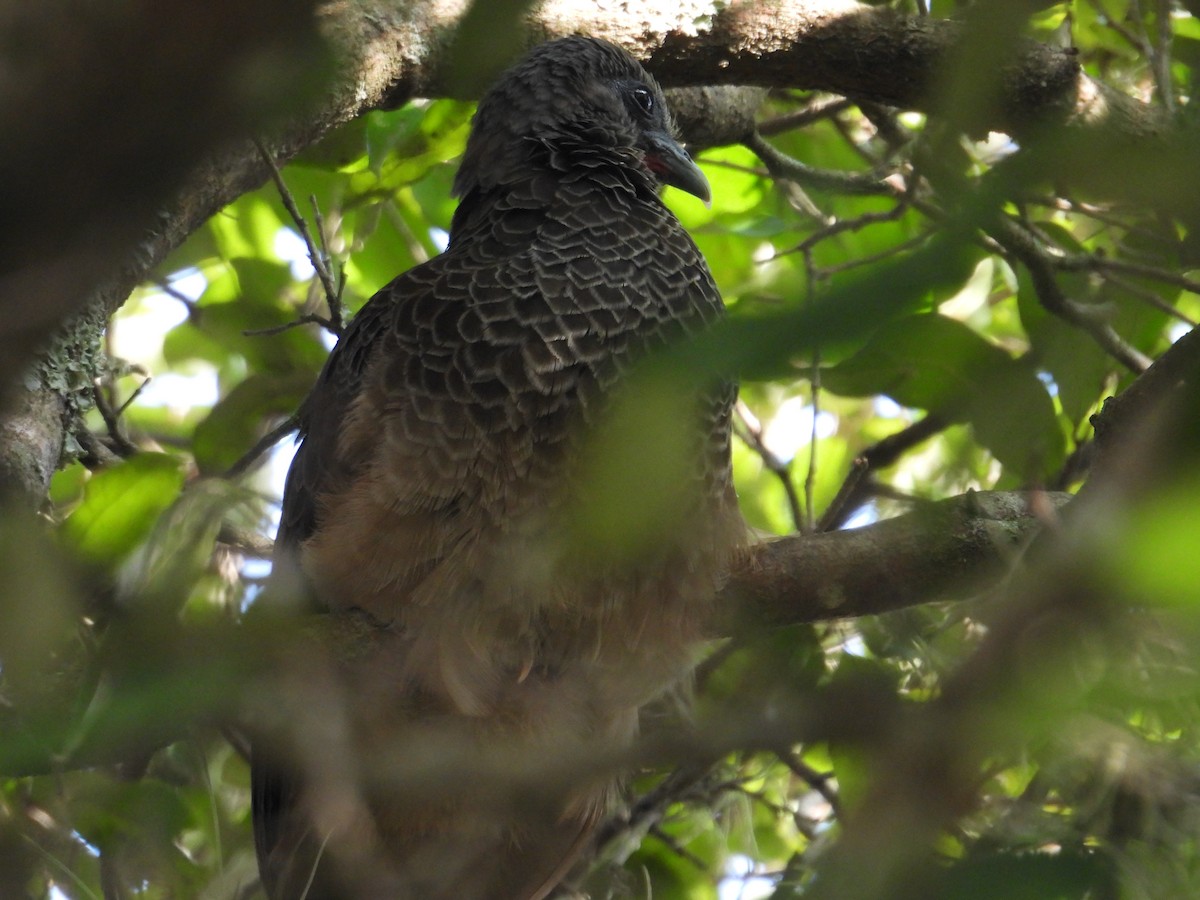 Colombian Chachalaca - ML620649357