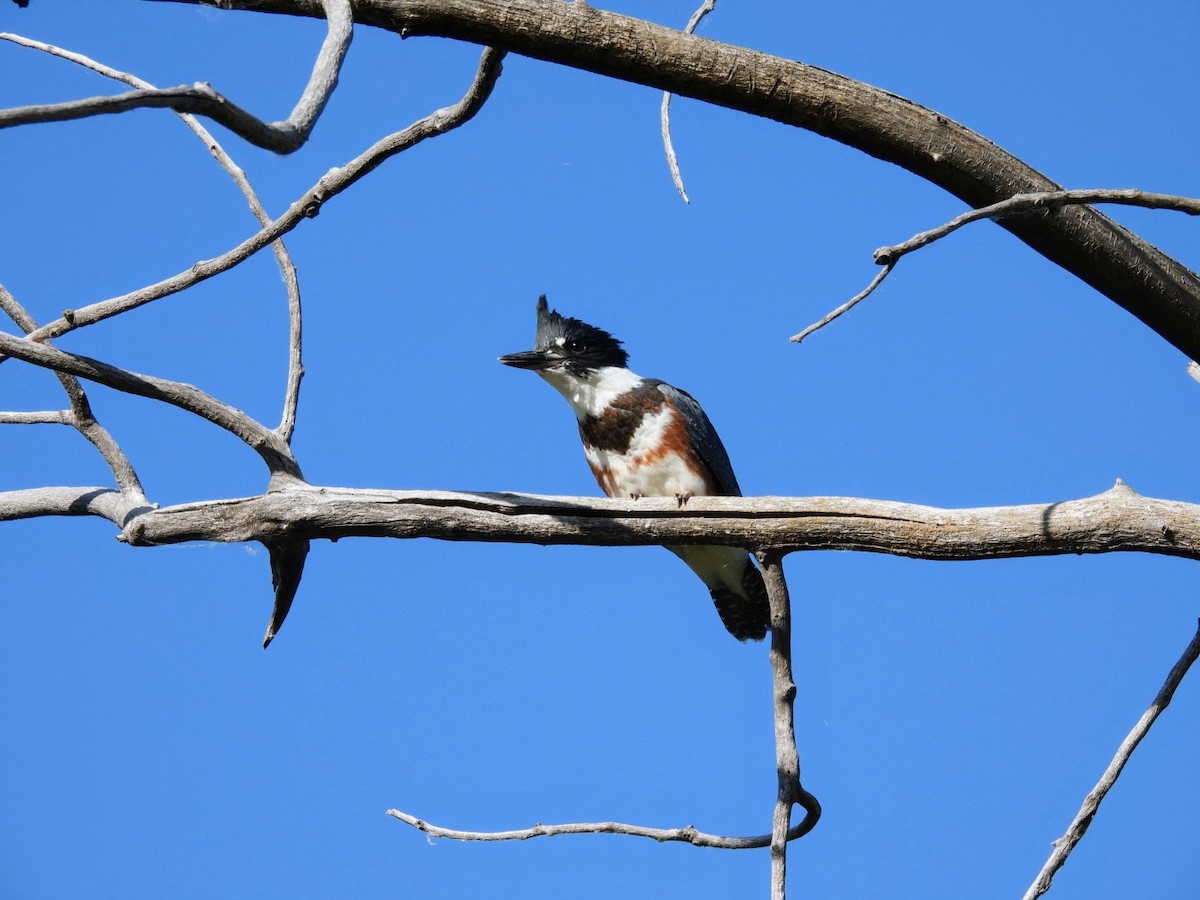 Belted Kingfisher - ML620649363