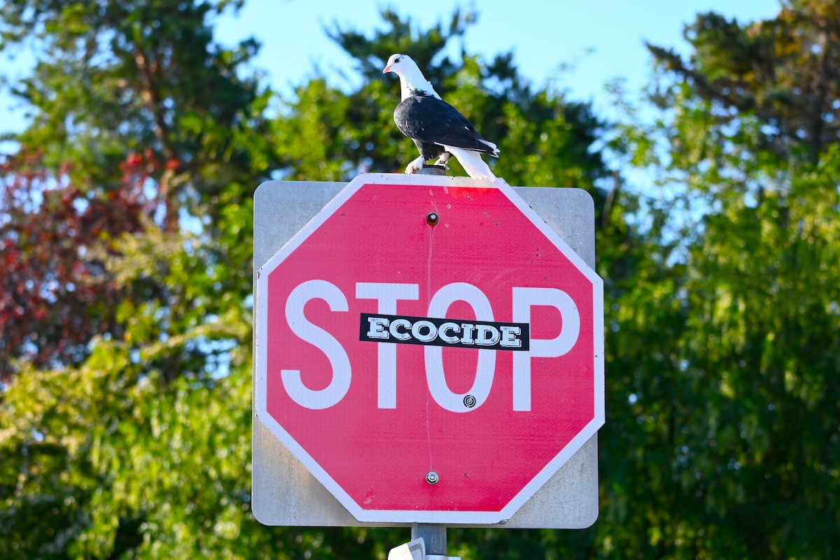 Rock Pigeon (Feral Pigeon) - ML620649368