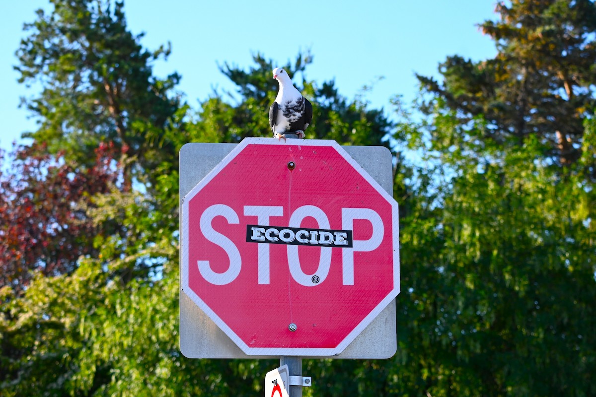 Rock Pigeon (Feral Pigeon) - ML620649370