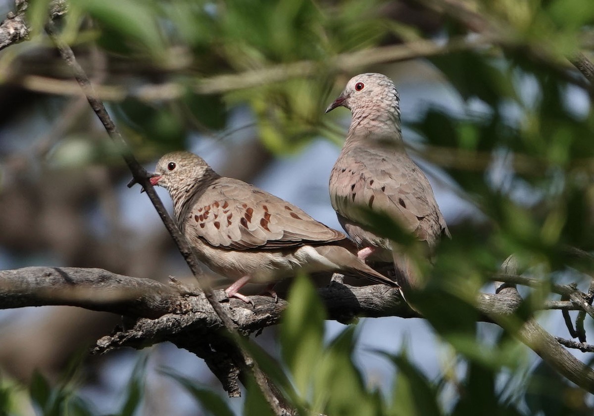 Common Ground Dove - ML620649372