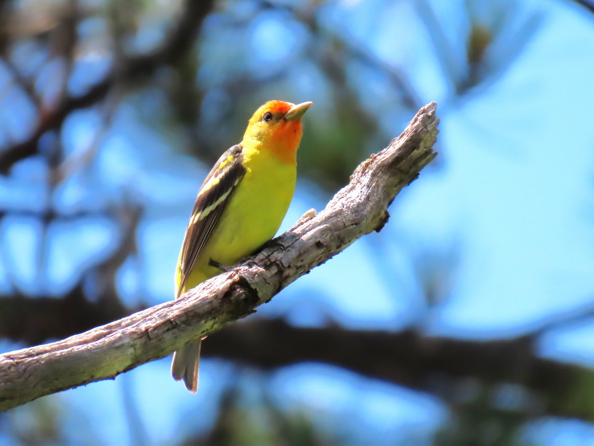 Western Tanager - ML620649381