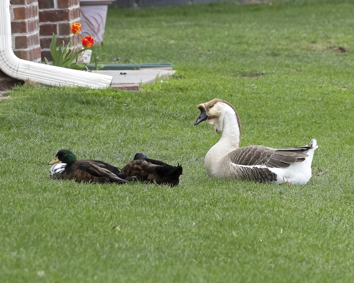 Swan Goose (Domestic type) - ML620649382