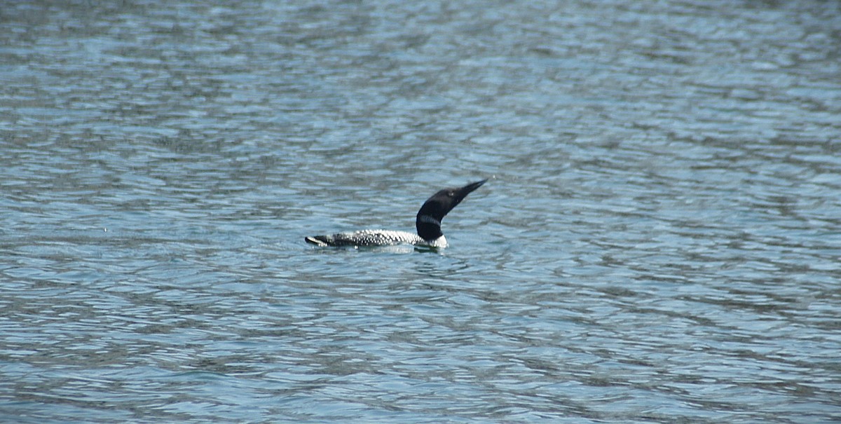 Common Loon - ML620649383