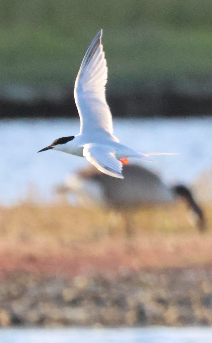 Roseate Tern - ML620649389