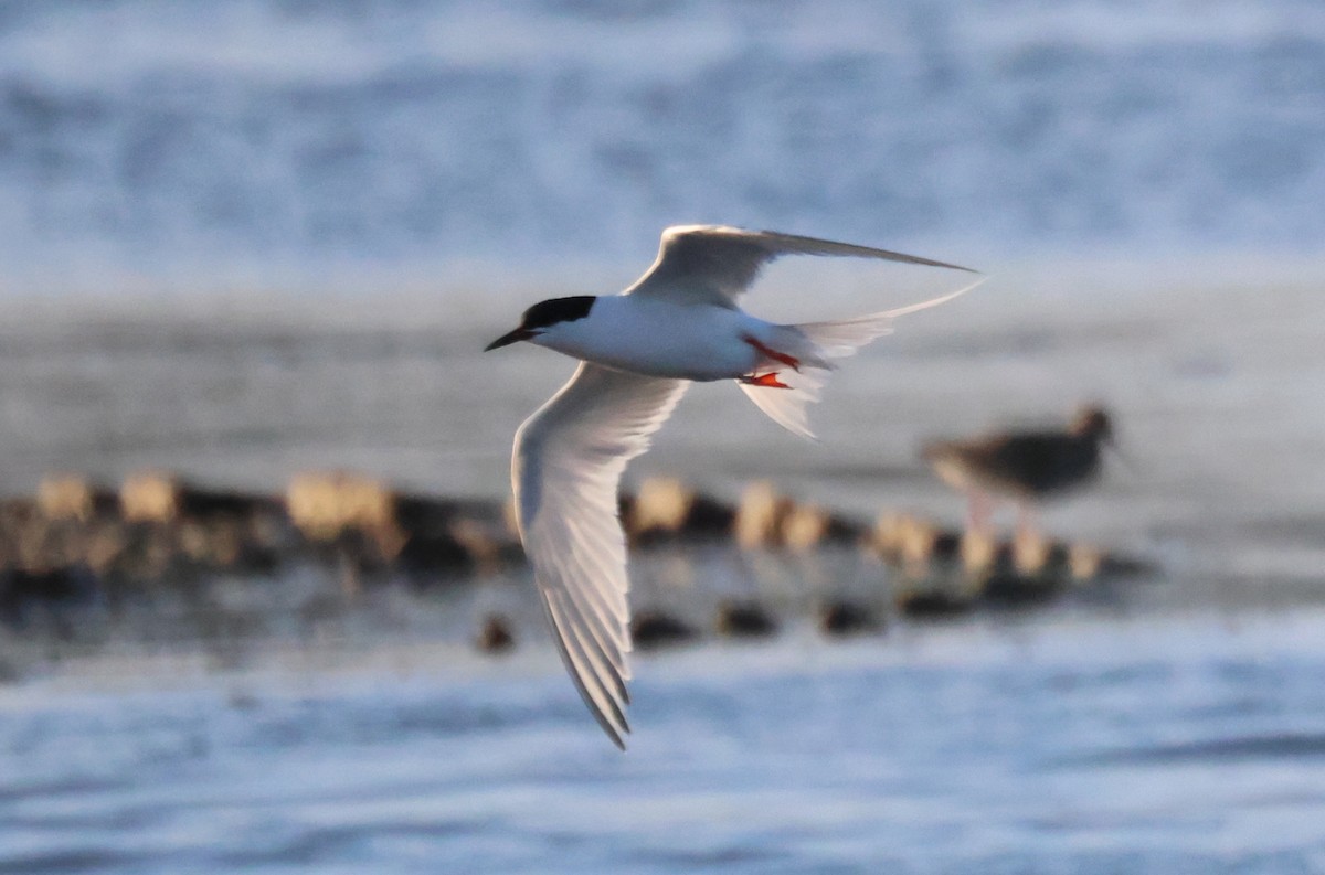 Roseate Tern - ML620649391