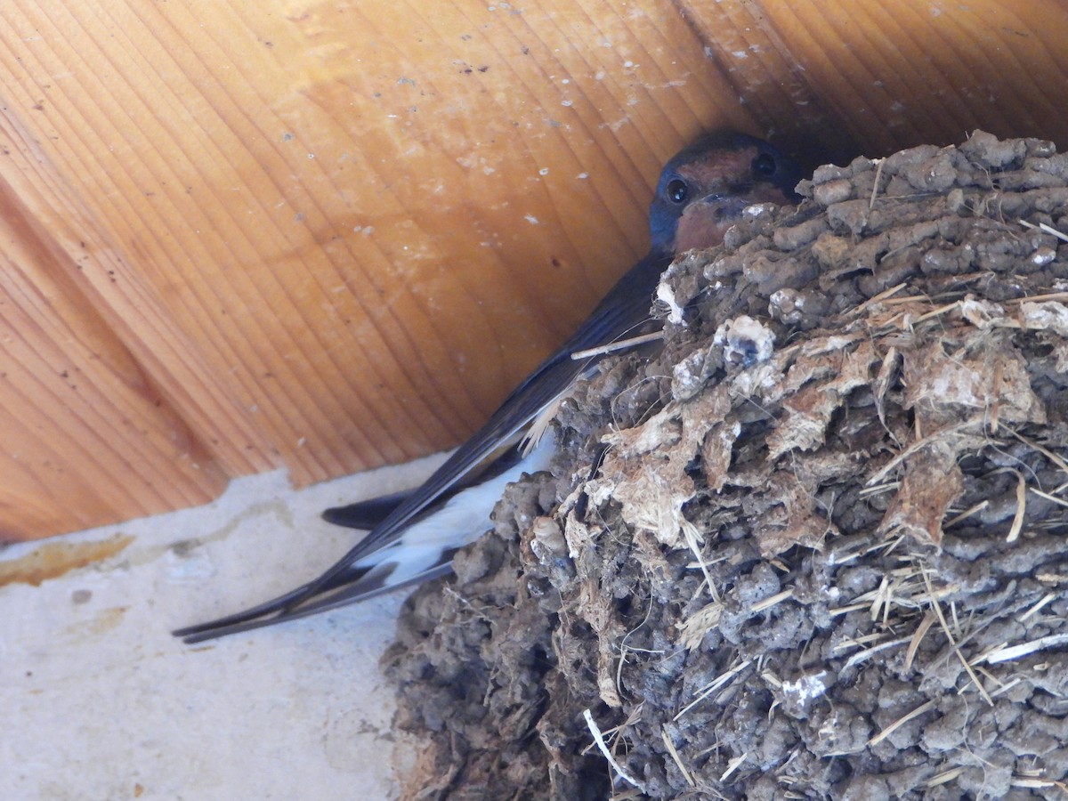 Barn Swallow - ML620649394