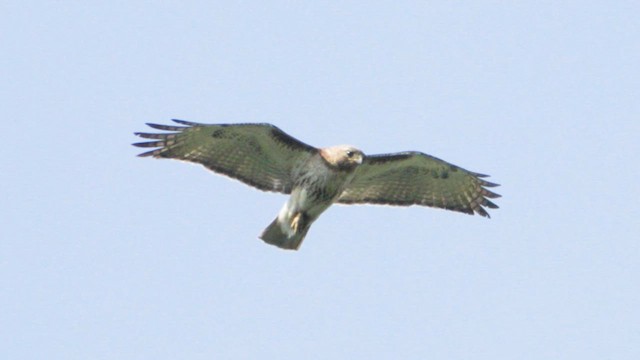 Red-tailed Hawk - ML620649397