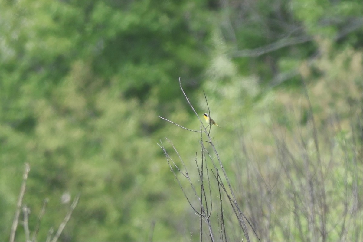 Common Yellowthroat - ML620649400