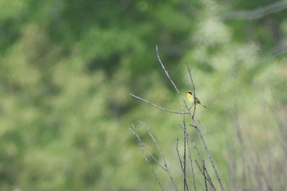 Common Yellowthroat - ML620649401