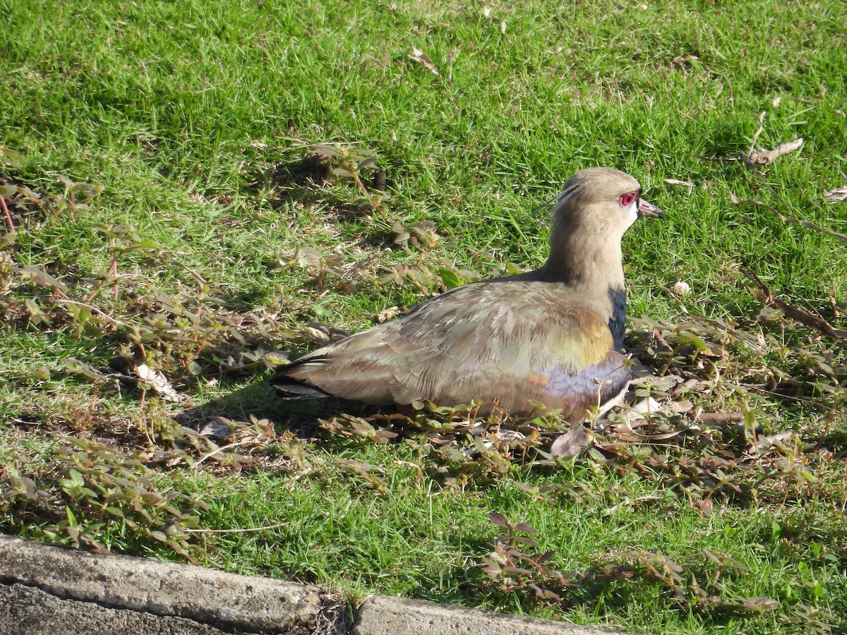 Southern Lapwing - ML620649403