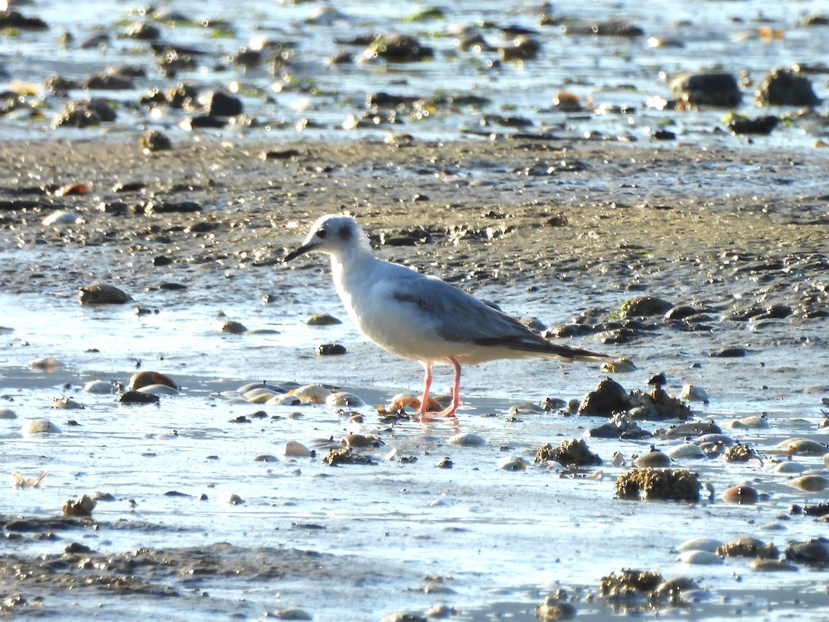 Bonaparte's Gull - ML620649405