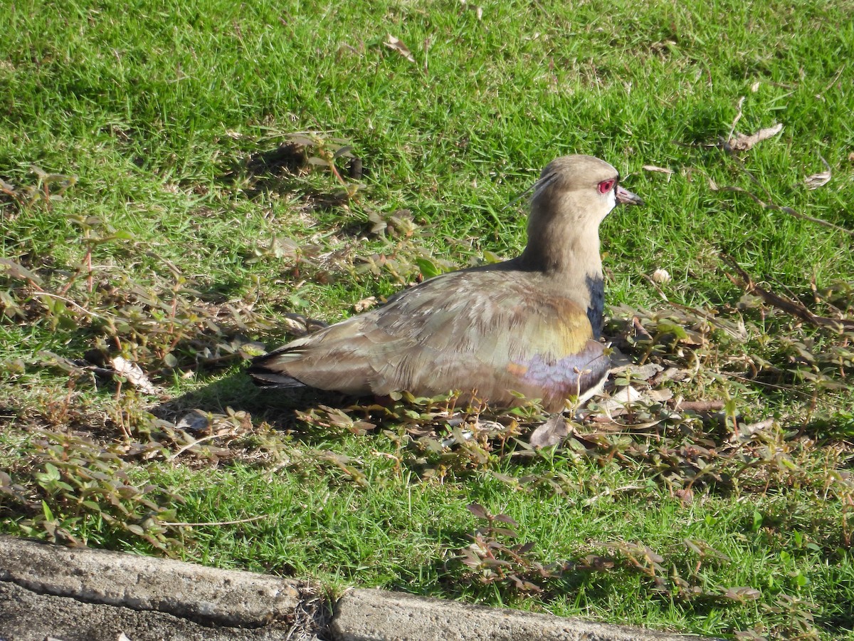 Southern Lapwing - ML620649411