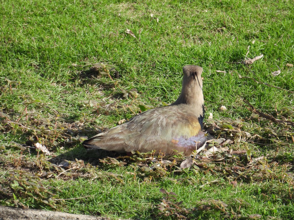 Southern Lapwing - ML620649412