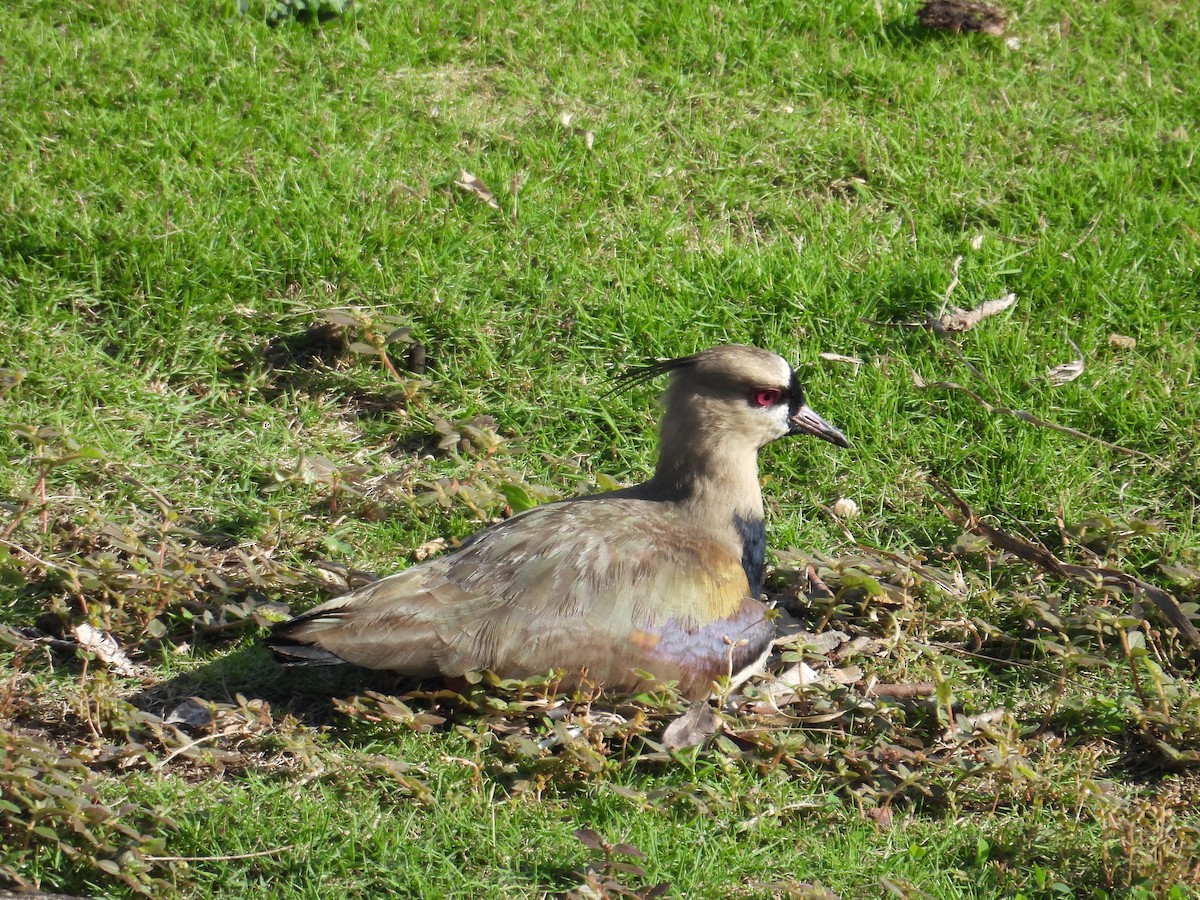 Southern Lapwing - ML620649413