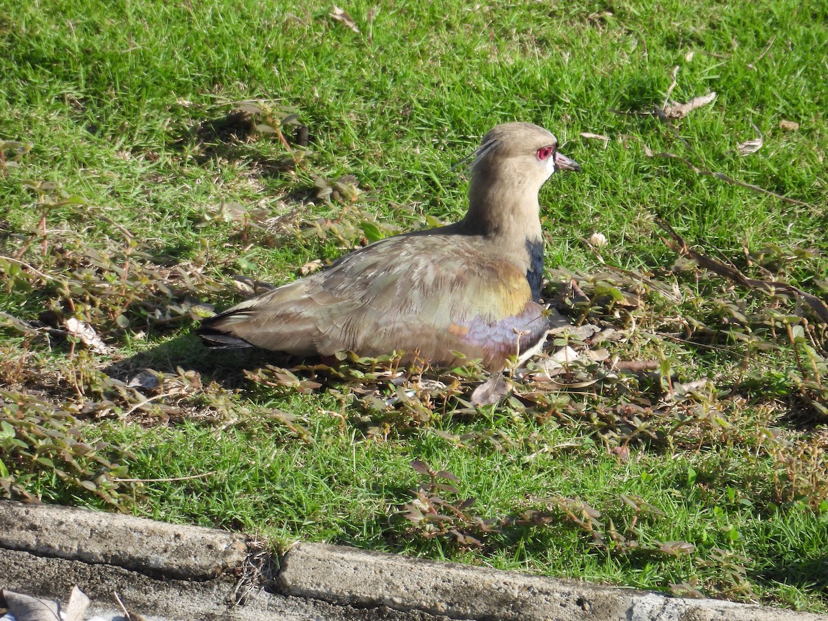 Southern Lapwing - ML620649416