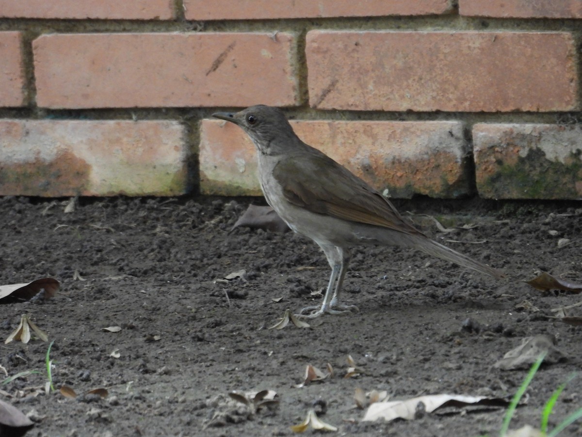 Pale-breasted Thrush - ML620649419